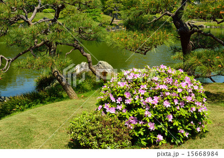 清澄庭園：ツツジと大泉水 15668984