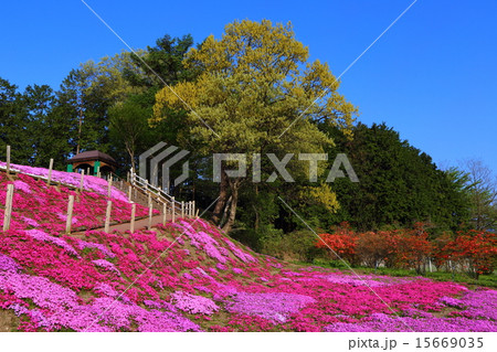 みさと芝桜公園 15669035