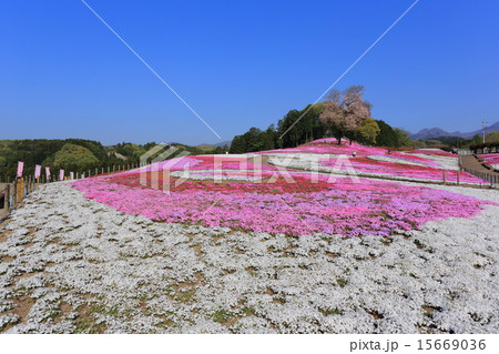 みさと芝桜公園 15669036