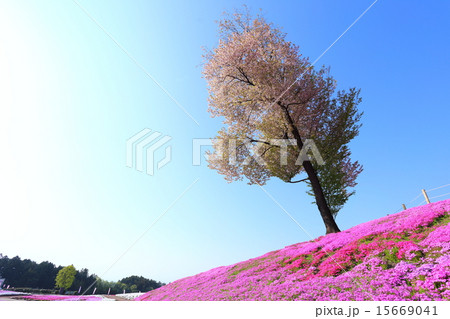 みさと芝桜公園 15669041