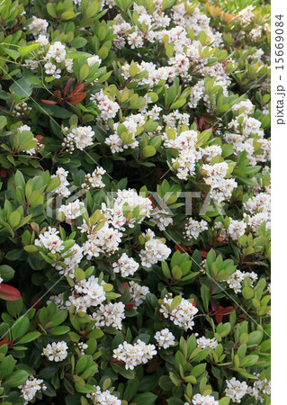 シャリンバイ シャリンバイ 15669084