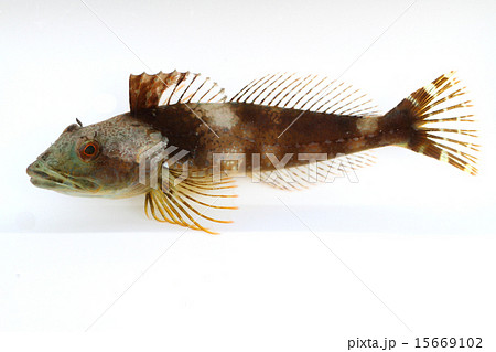 アナハゼ アナハゼ 15669102