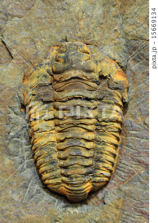 trilobite fossil as very nice background trilobite fossil as very nice background 15669134
