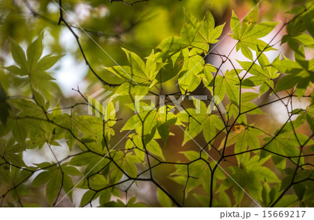 green leaves, shallow focus green leaves, shallow focus 15669217