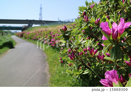 遠近法 奥行き 景色 花 道の写真素材