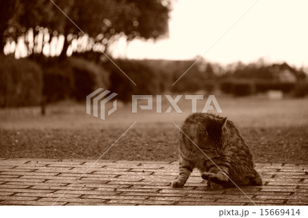 猫のいる公園 15669414