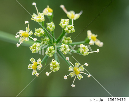 イタリアンパセリの花のクローズアップの写真素材