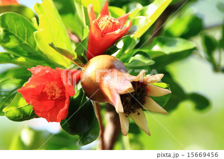 ざくろ ざくろ 15669456