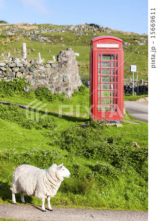 telephone booth with sheep 15669611