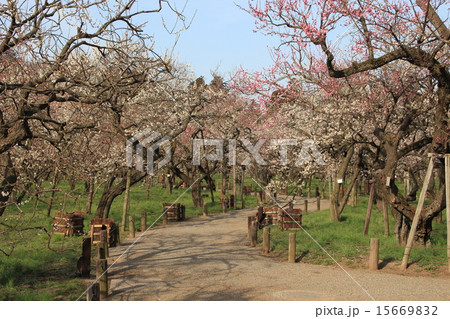 水戸偕楽園の梅 15669832