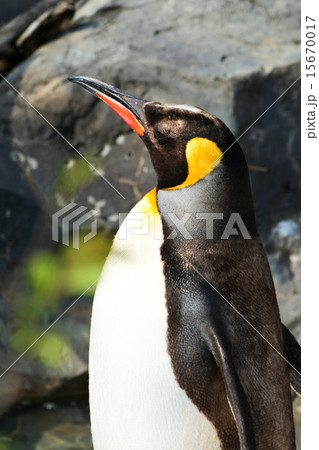 キングペンギン 15670017