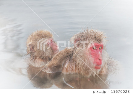 露天風呂でマッサージ中のおさるさん Monkey grooming in hot spring 露天風呂でマッサージ中のおさるさん Monkey grooming in hot spring 15670028