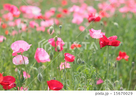 ポピー畑 ポピー畑 15670029