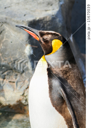キングペンギン 15670039