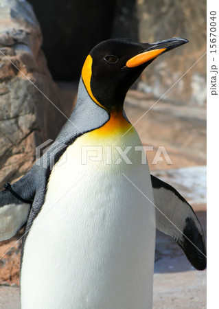 キングペンギン 15670040