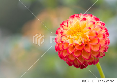 ダリア 品種(かすが) ダリア 品種(かすが) 15670542