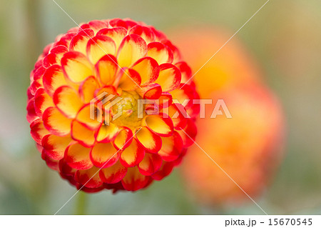 ダリア 品種(かすが) ダリア 品種(かすが) 15670545