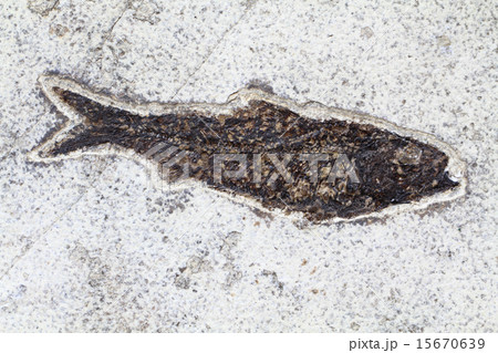 fossil fish 15670639