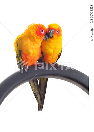 Isolated of lovely Sun Conure in pair 15670808