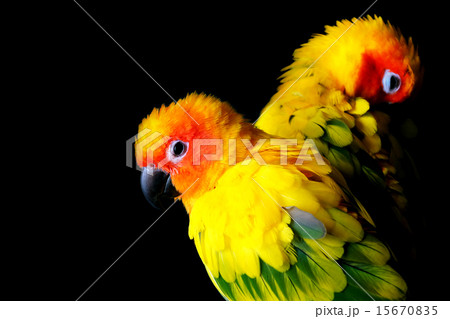 lovely Couple of Sun Conure in black background lovely Couple of Sun Conure in black background 15670835