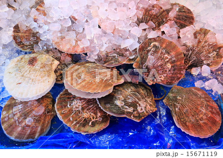 活ホタテ 15671119