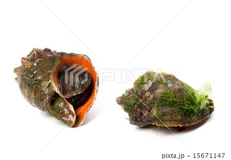 Two rapana venosa 15671147
