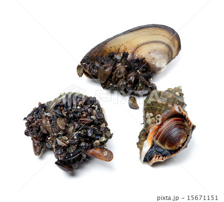Veined rapa whelk and river mussels (anodonta) 15671151