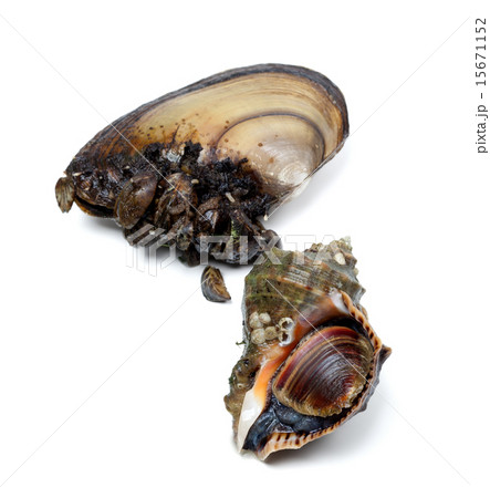 Veined rapa whelk and anodonta (river mussels) Veined rapa whelk and anodonta (river mussels) 15671152