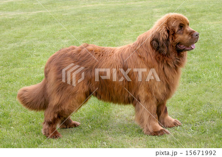 The portrait of Newfoundland brown dog 15671992