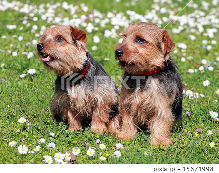 The portrait of pair Norfolk Terrier dogs 15671998