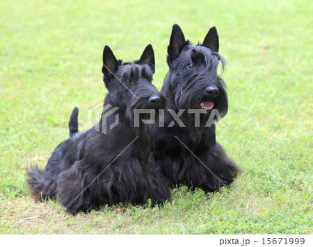 The portrait of two Scottish Terrier dogs 15671999