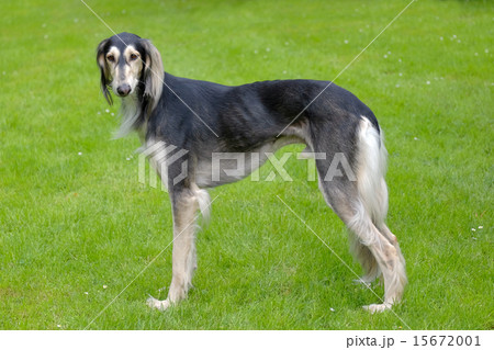 The portrait of Saluki dog 15672001