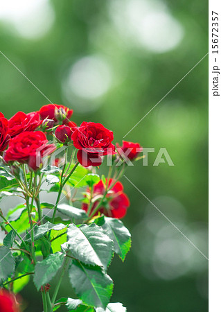 薔薇"ラーヴァグルート" 15672357