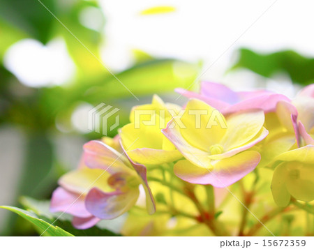 あじさい 15672359