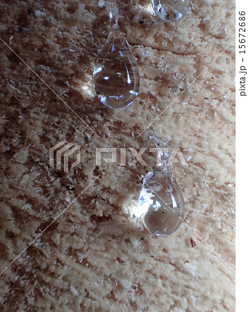 マツヤニ 15672686