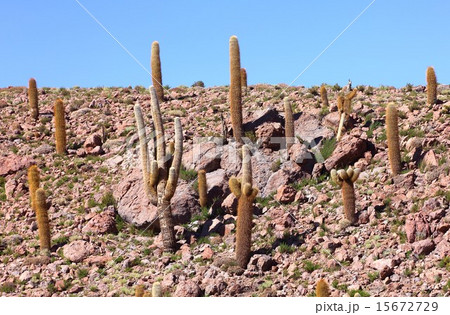 南米チリ北部アンデス山麓、アタカマ高地の原野に群生するサボテン 15672729