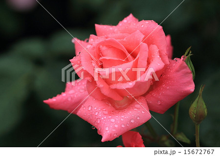 鮮やかなピンク色のバラの花に水滴 15672767