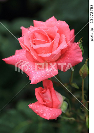 鮮やかなピンク色のバラの花に水滴 15672768