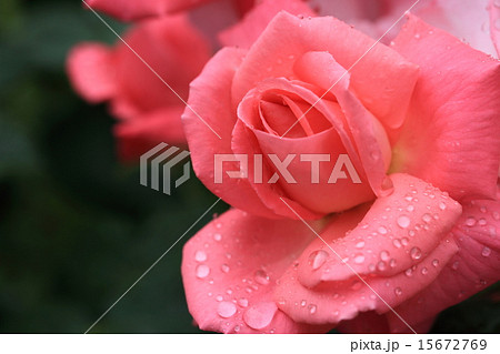 鮮やかなピンク色のバラの花に水滴 15672769