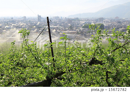 散水作業中のリンゴ畑　その４ 15672782