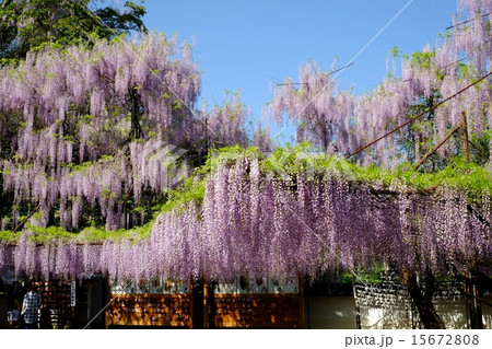 満開の藤の花 15672808