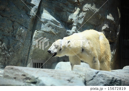 男鹿水族館　白くま 15672819