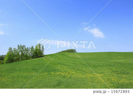 北海道　富良野市　草原と木立 15672893