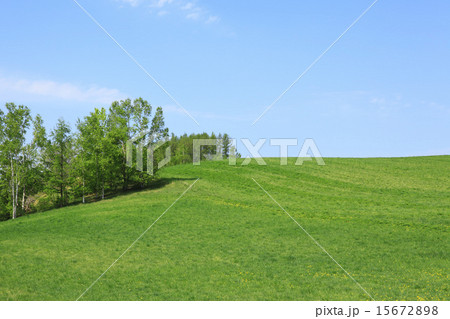 北海道　富良野市　草原と木立 15672898