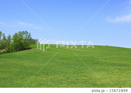 北海道　富良野市　草原と木立 15672899