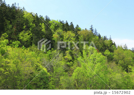 北海道　富良野市　新緑の森 15672902
