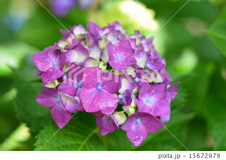 紫陽花 15672979