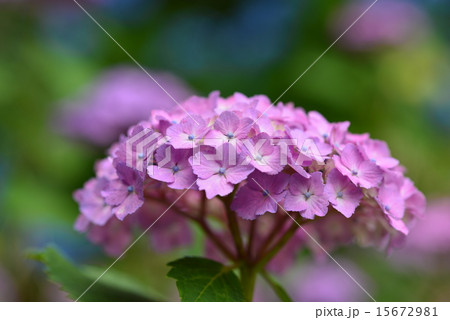 紫陽花 15672981