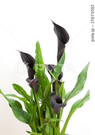 黒いカラー 15673092