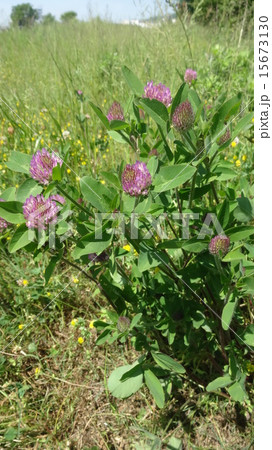 赤詰草 赤詰草 15673130